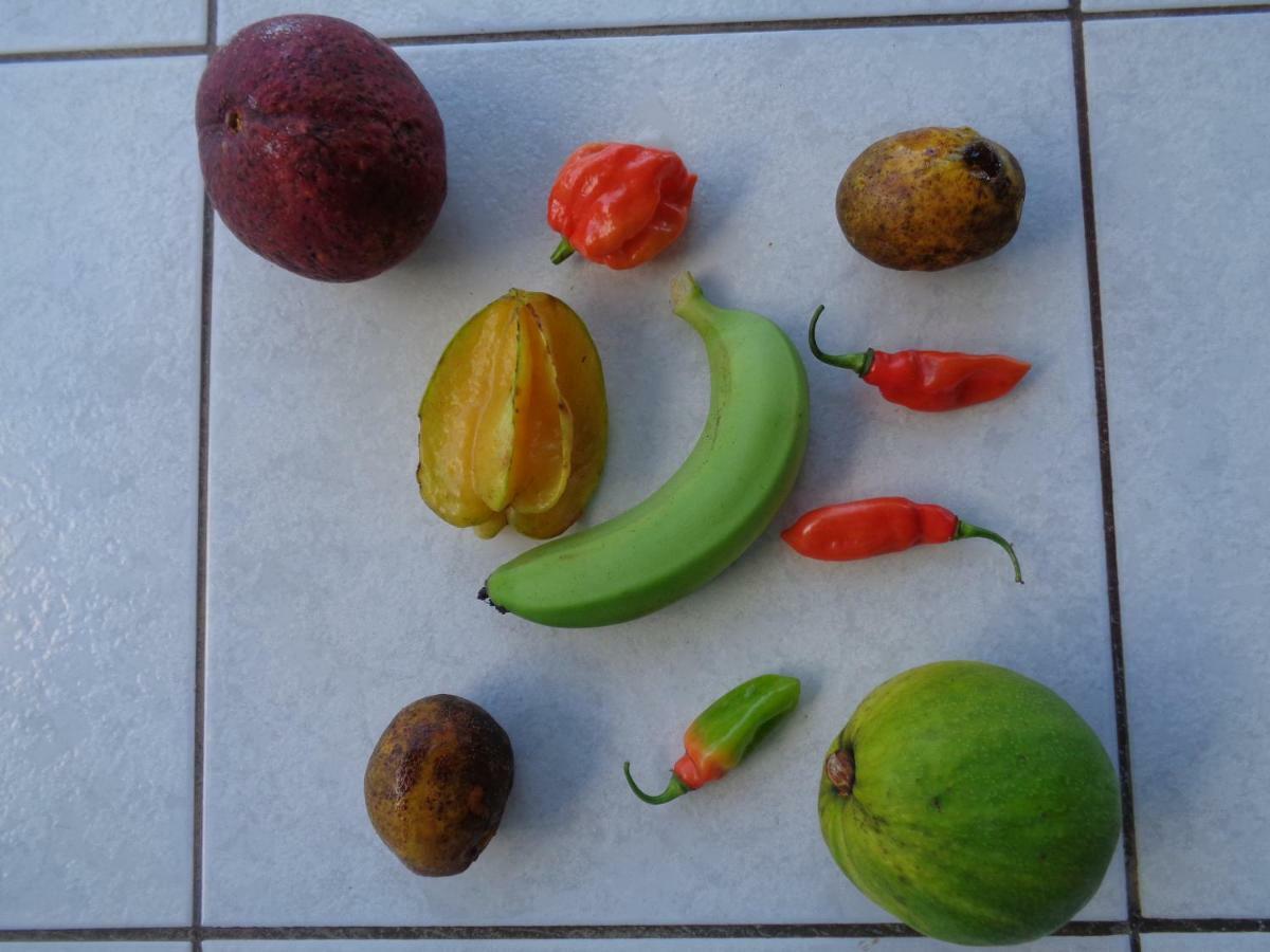 Jardin Bananier Lägenhet Deshaies Exteriör bild